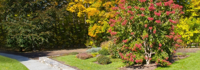 Garden In Autumn