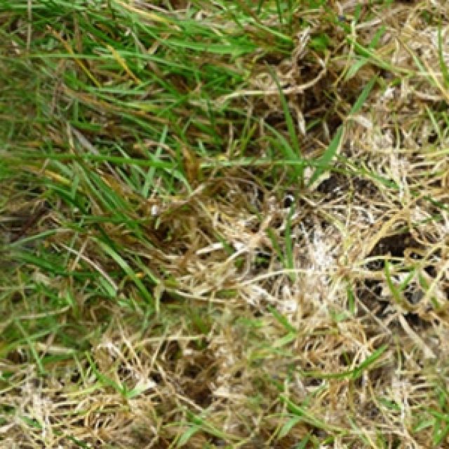 Dead Grass