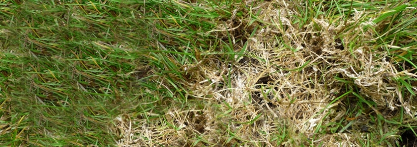 Dead Grass