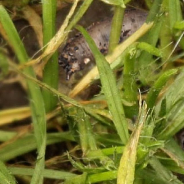 Flies In Grass