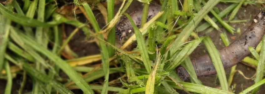 Flies In Grass