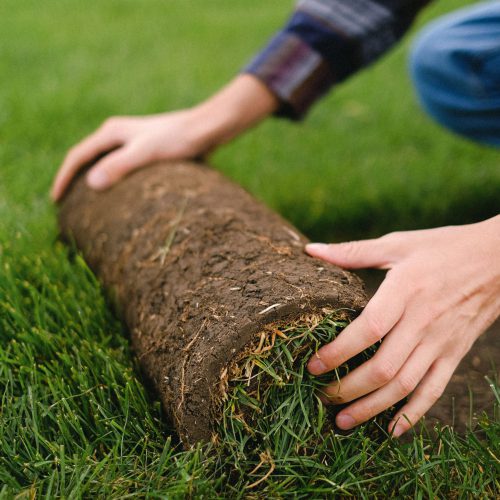 Man Rolling Turf