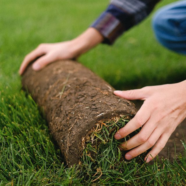 Man Rolling Turf