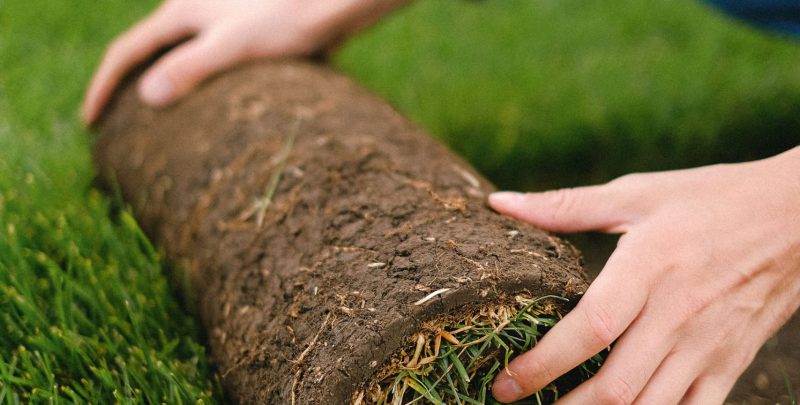 Man Rolling Turf