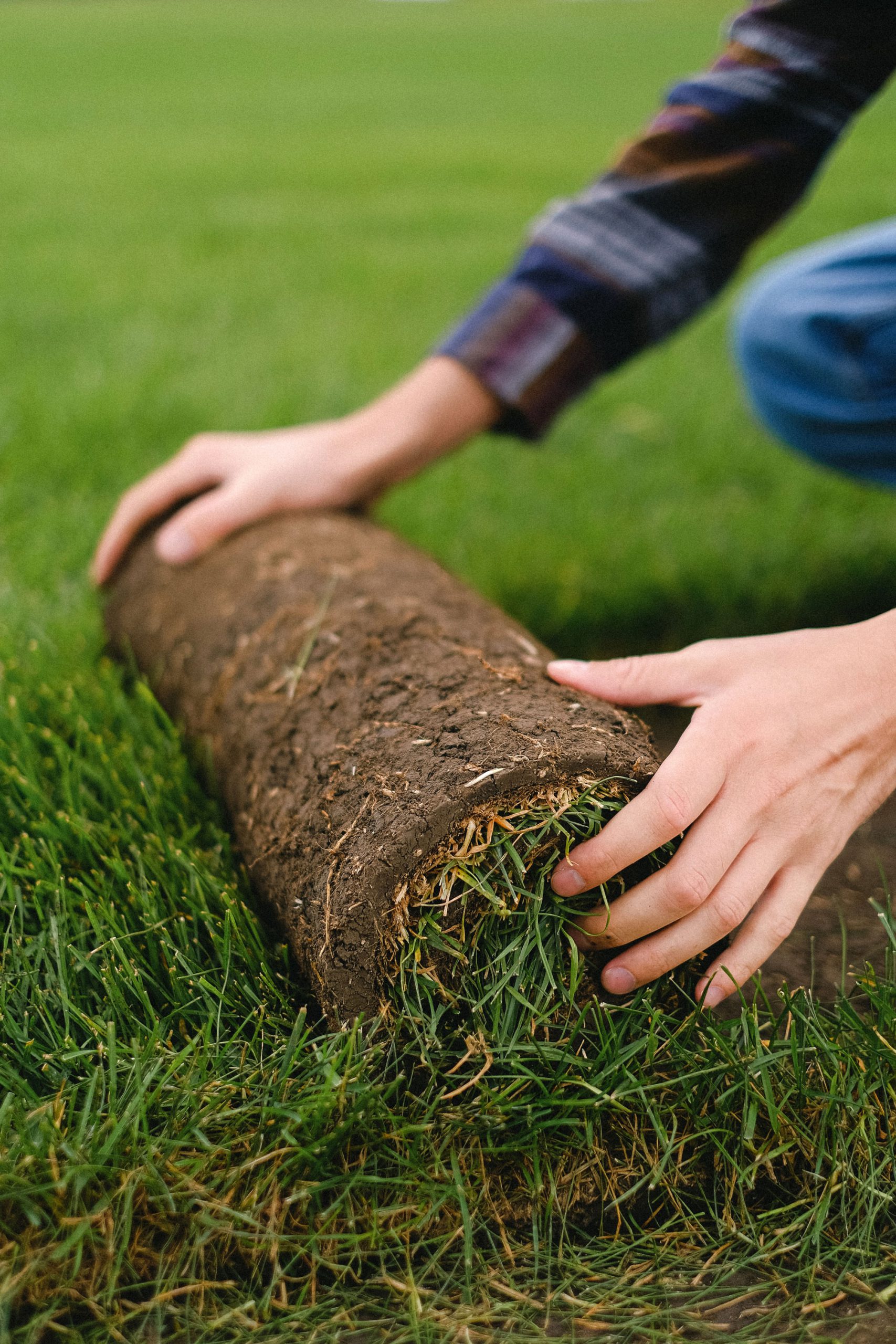 Man Rolling Turf