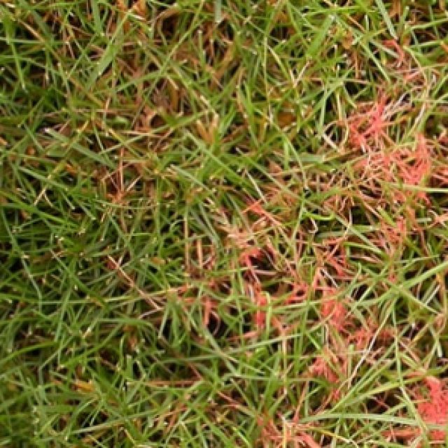 Red Grass