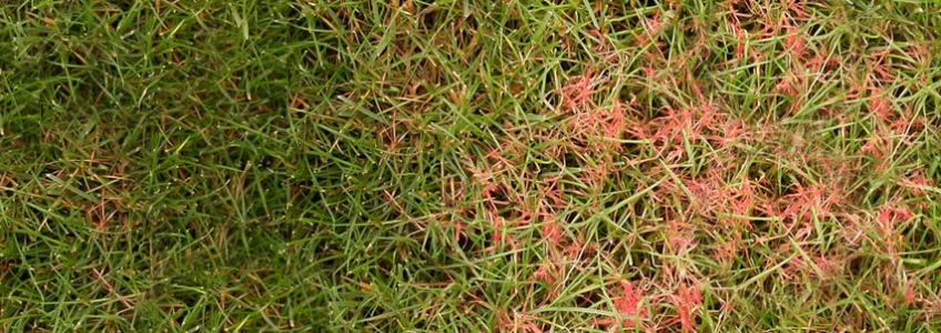 Red Grass