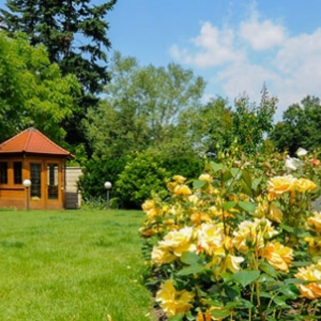 Garden In A Summer