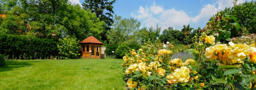 Garden In A Summer