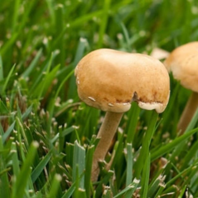 Mushrooms In Grass