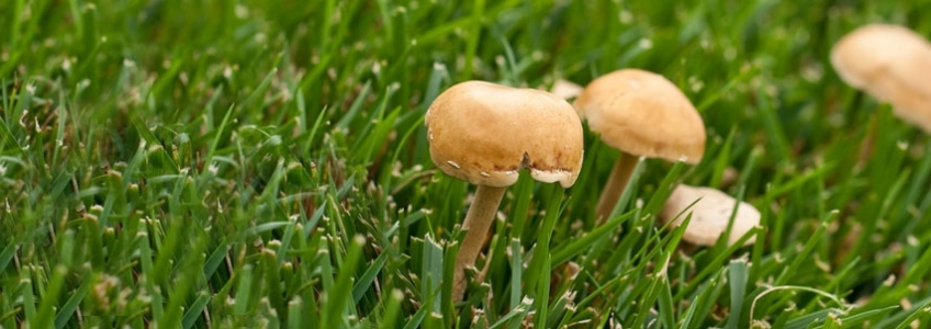 Mushrooms In Grass