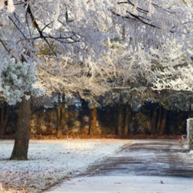 Trees Covered In Snow