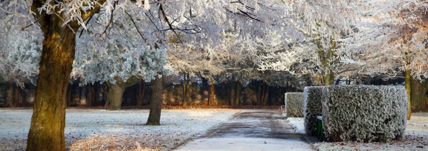 Trees Covered In Snow