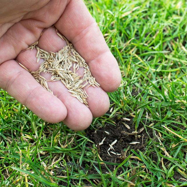 Man Planting Seeds