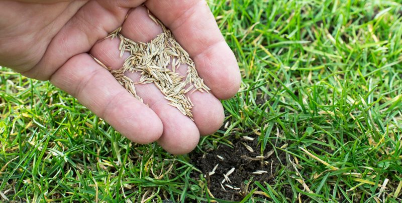 Man Planting Seeds