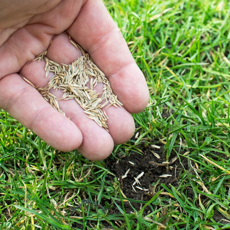 Man Planting Seeds