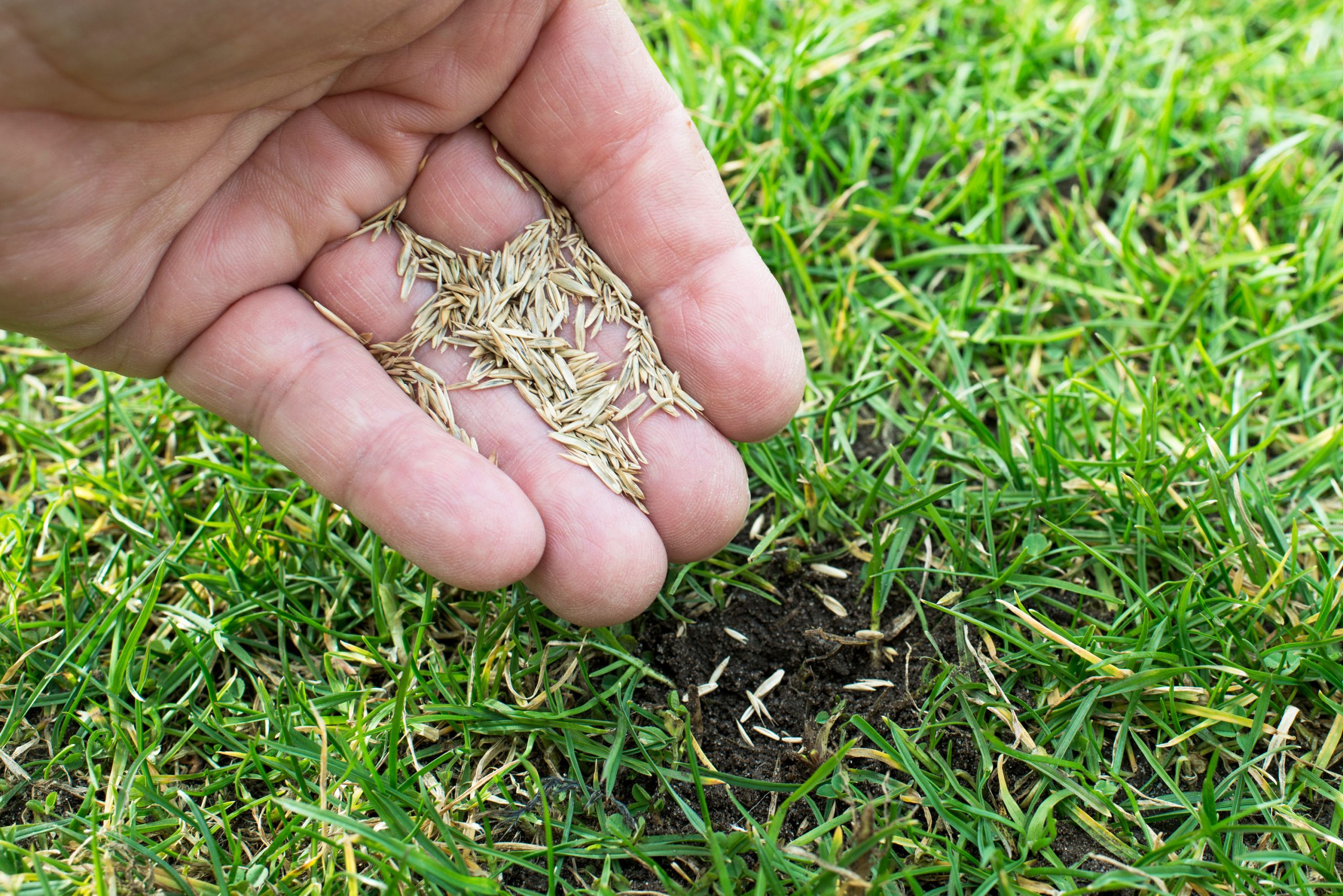 Man Planting Seeds
