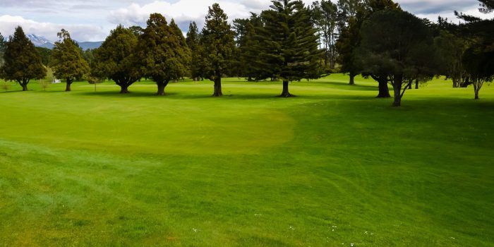 Grass On A Golf Course