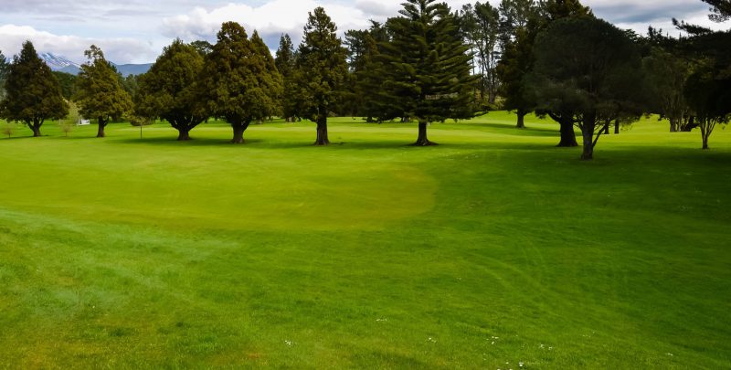 Grass On A Golf Course