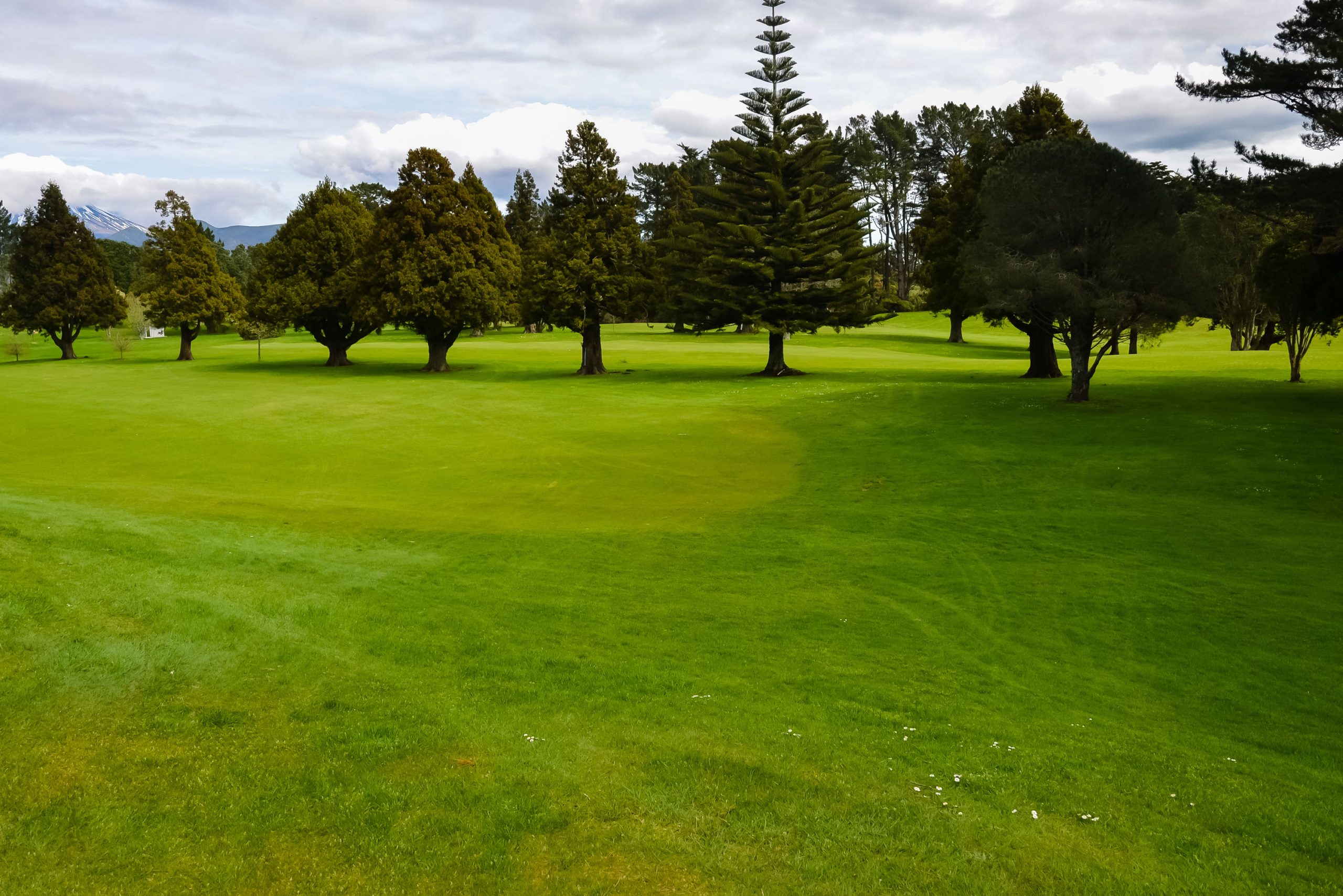 Grass On A Golf Course